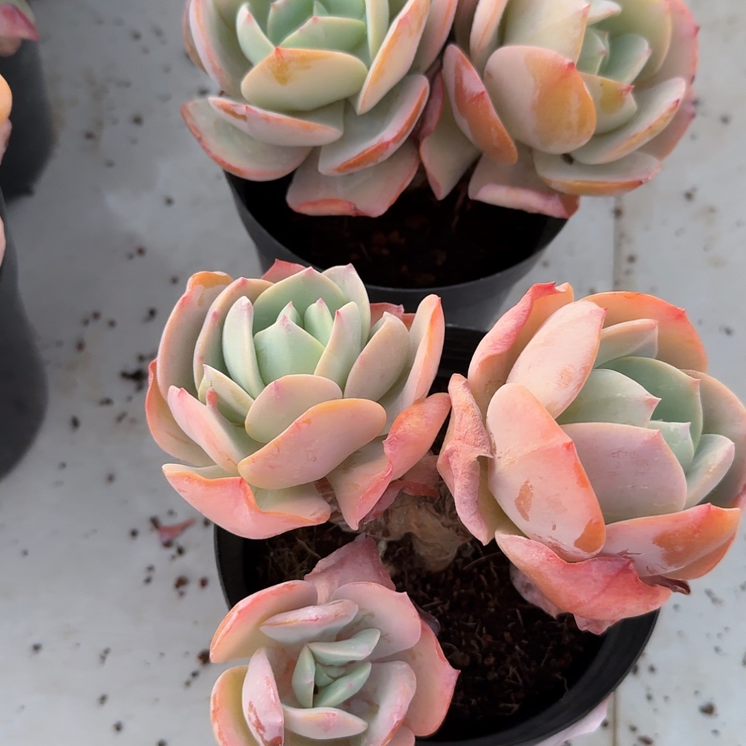 毛***毛白凤多肉植物一颗