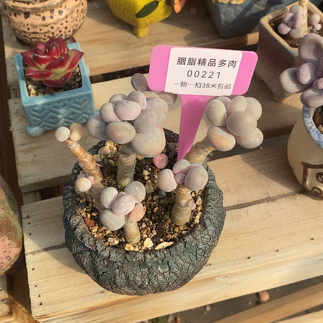 221咯如同out我哦璐璐