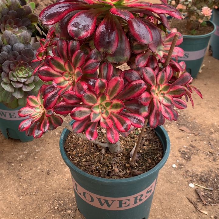 小***红493香奈儿多肉植物特价