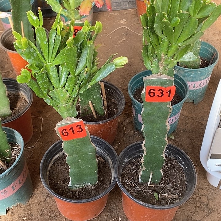 无花朵相**伴028/613号和631号新疆不包邮