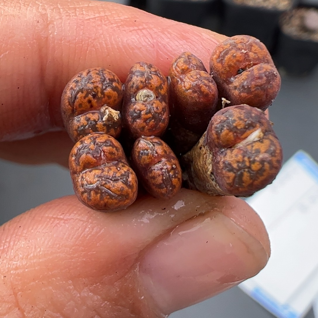 11.23好看的多肉脱土发货155