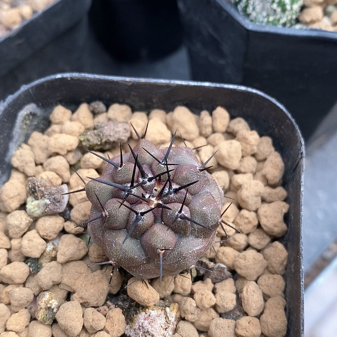 实生黑王丸仙人球