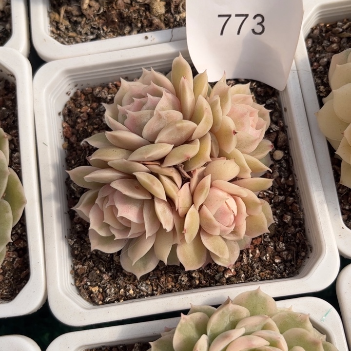 M***…773四头昂斯诺锦多肉