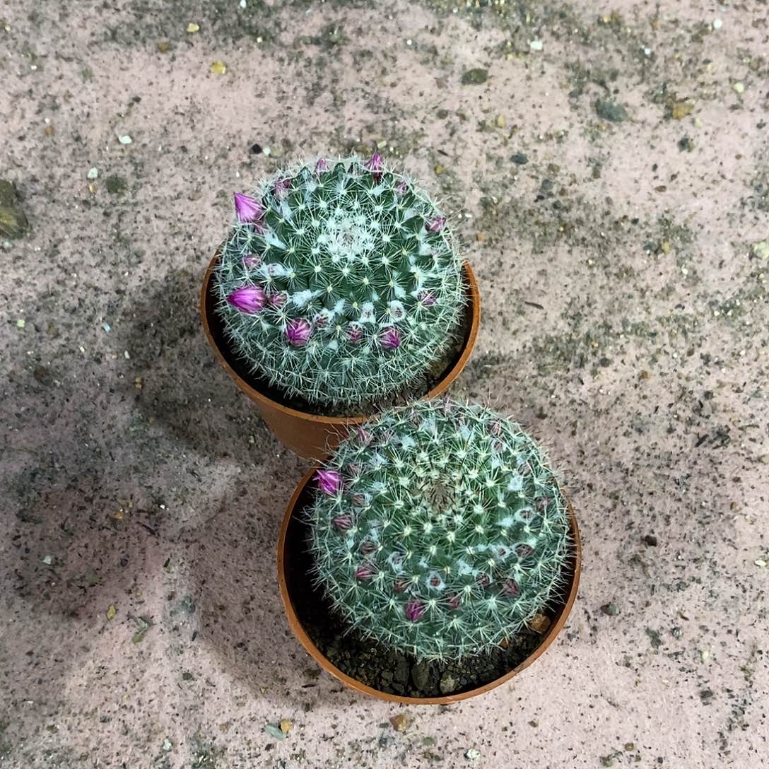 无花朵玉翁仙人球仙人掌实生7公分左右带花苞带盆土发