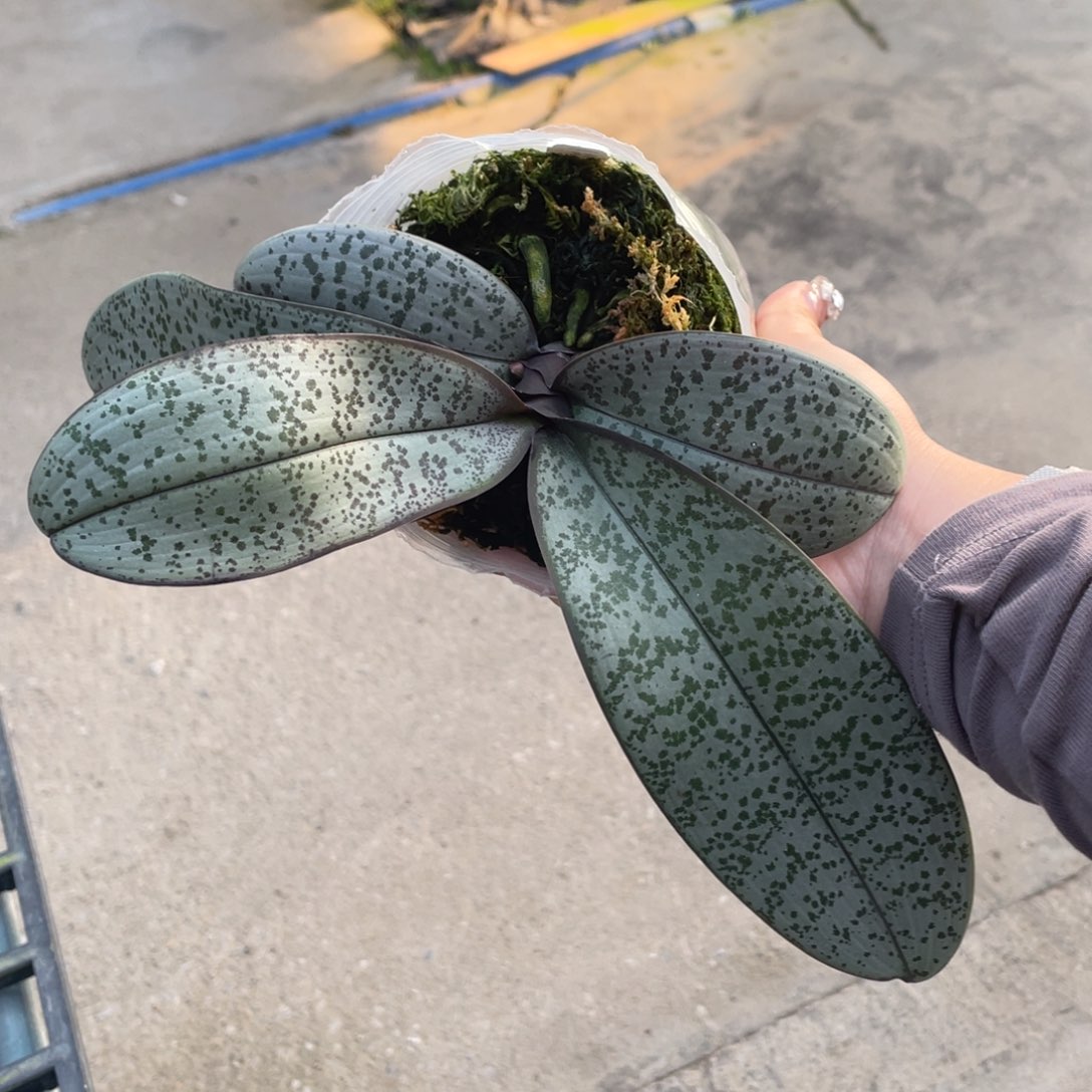 当前无花栽培后可以开花抽梗银叶脉纹西
