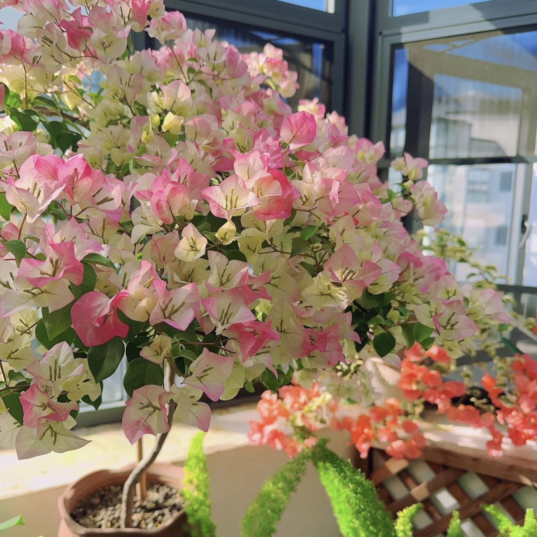 【绿樱】护心土球【不带花】发货运输过程中掉花落叶正常情况