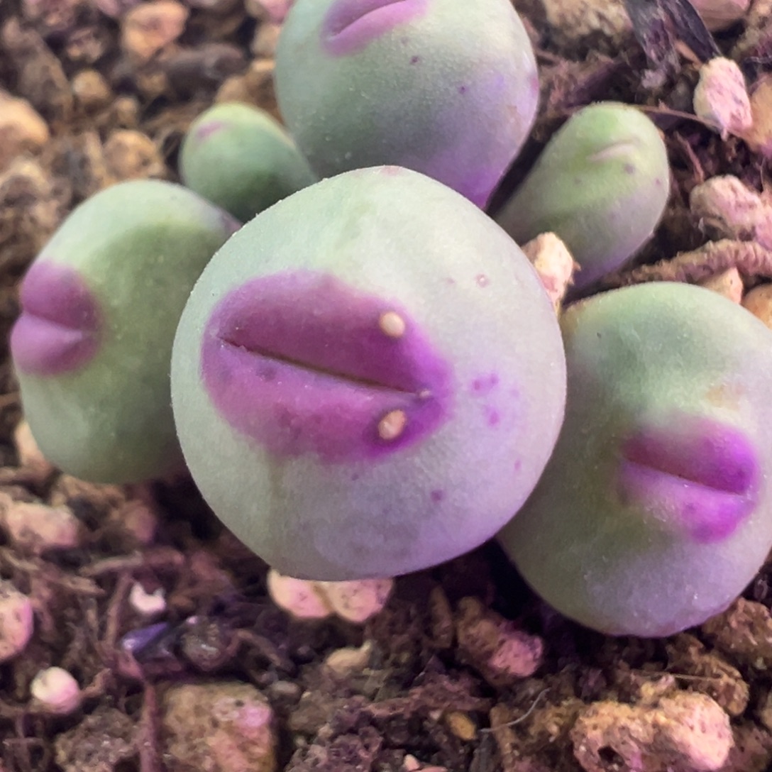 实生1380b 肉锥植物