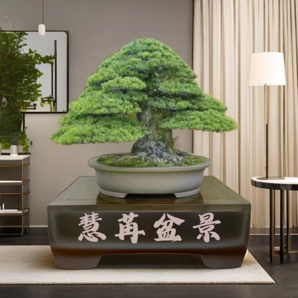 精品老桩盆景【一物一拍】松柏老桩室内室外养殖庭院花园地载盆载