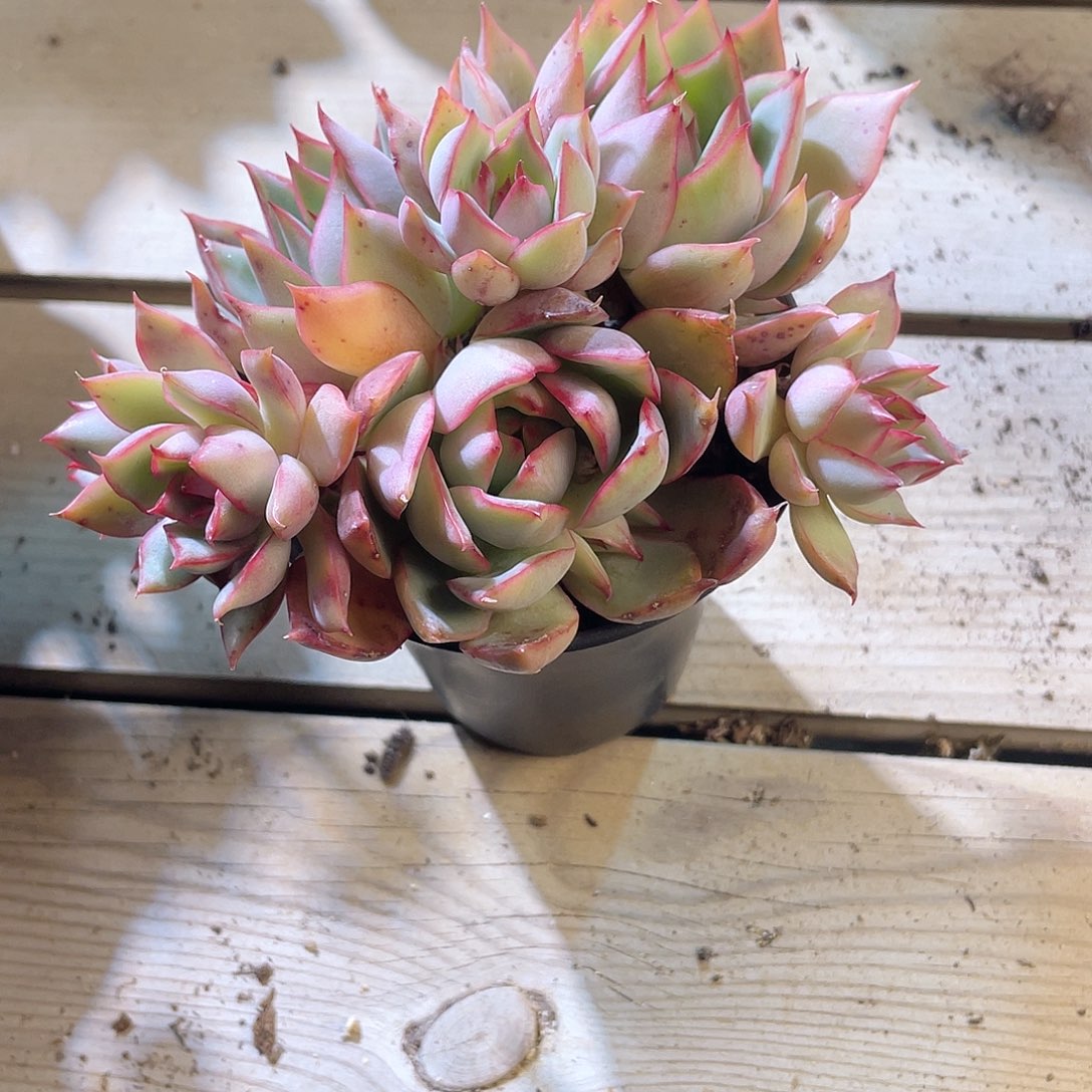 0440  宝莲灯 六月六