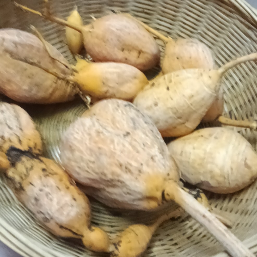 广西石头山牛大力，山莲藕野生野生牛大力