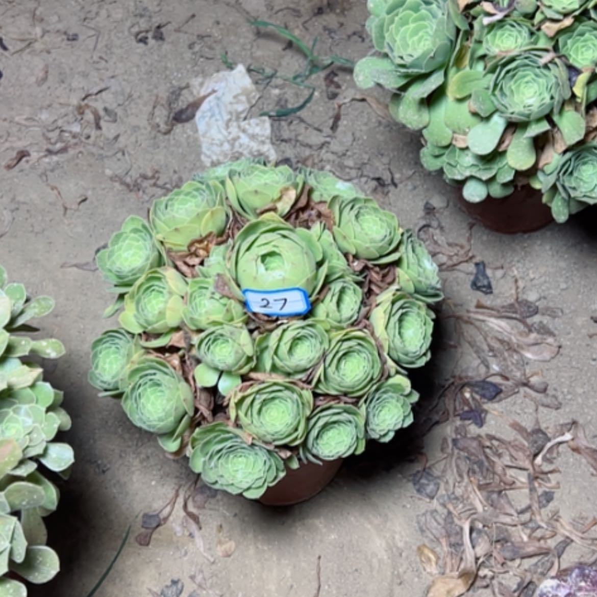 【闪购商品】多肉植物万圣夜27