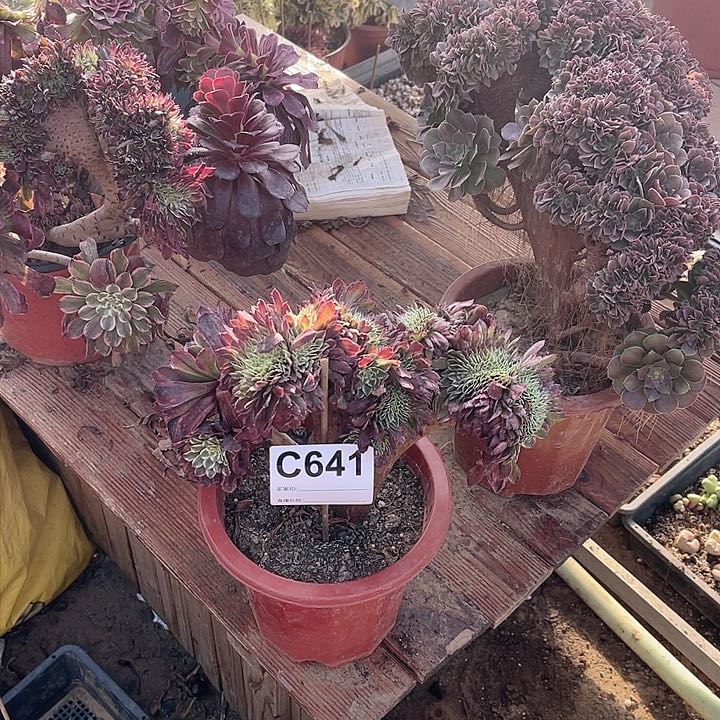 641水墨画缀多肉大师