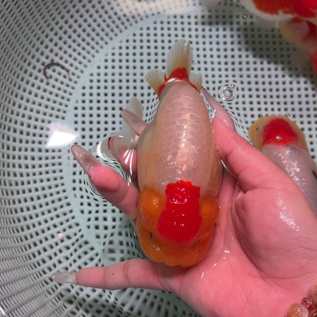 可***辰金鱼拍包装包邮不拍包装运费到付