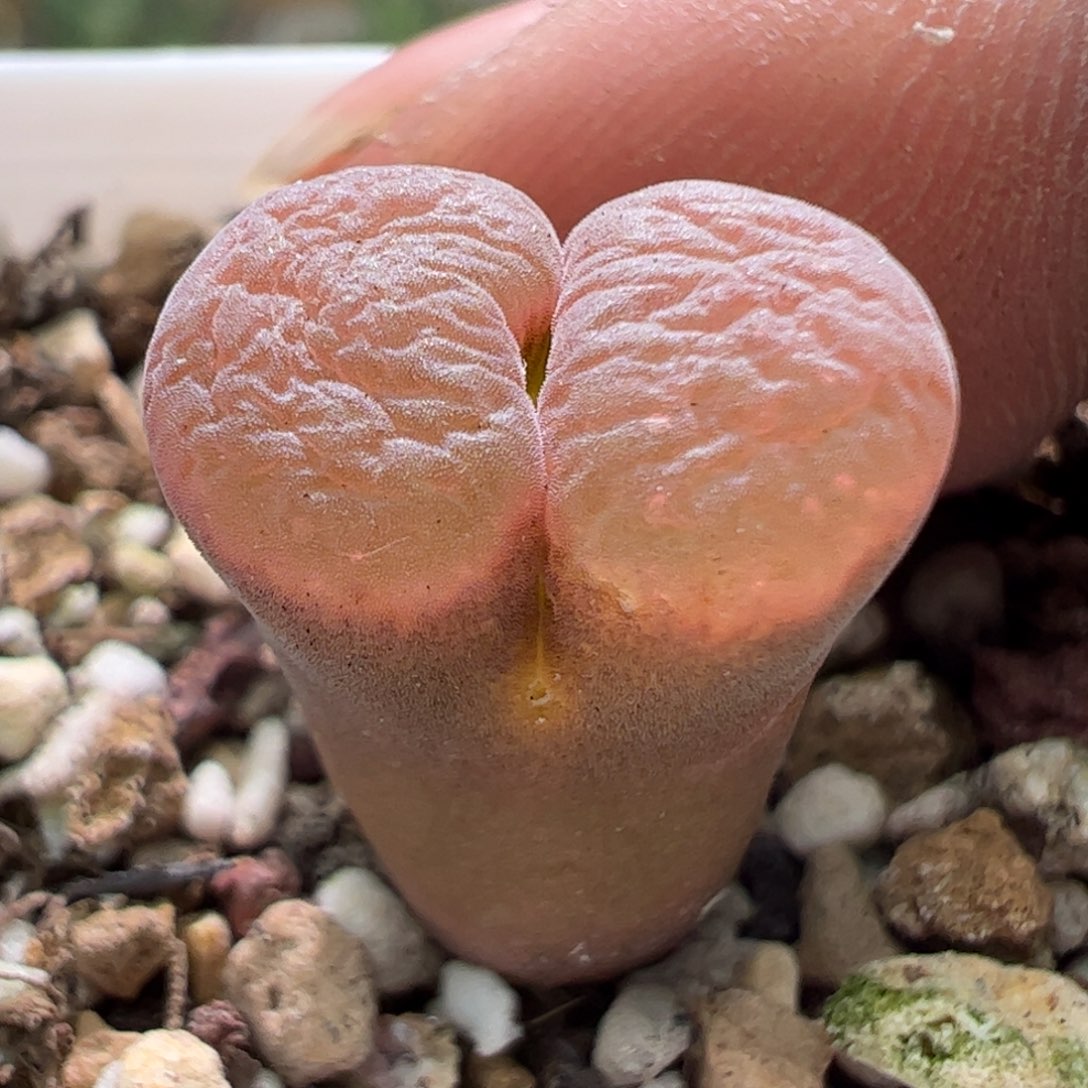 骚粉窗美风铃一颗40。