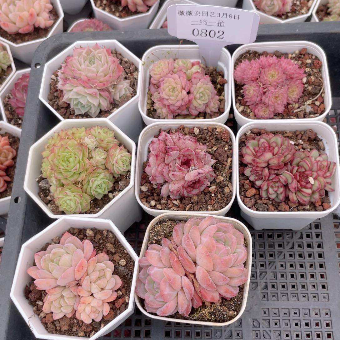 薇薇安园艺多肉0802