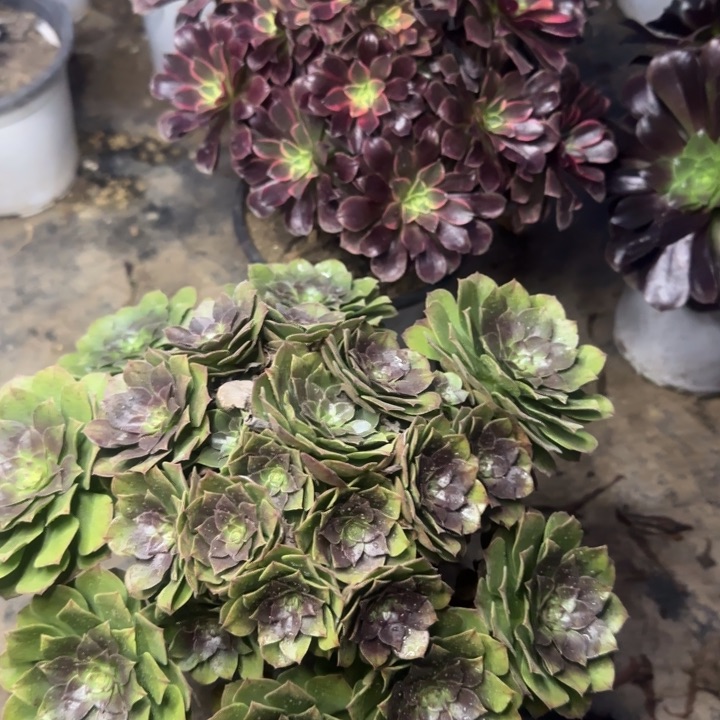 896金丝雀➕万圣节。          