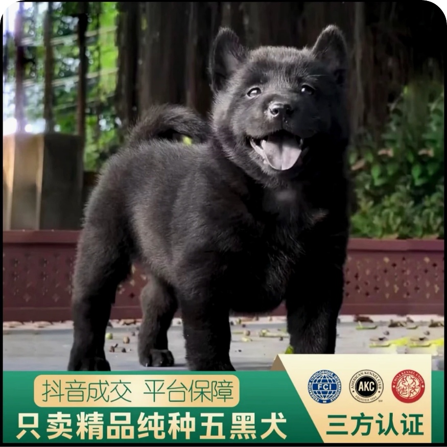 中华田园犬五黑犬幼犬精品纯种直播间一对一挑选