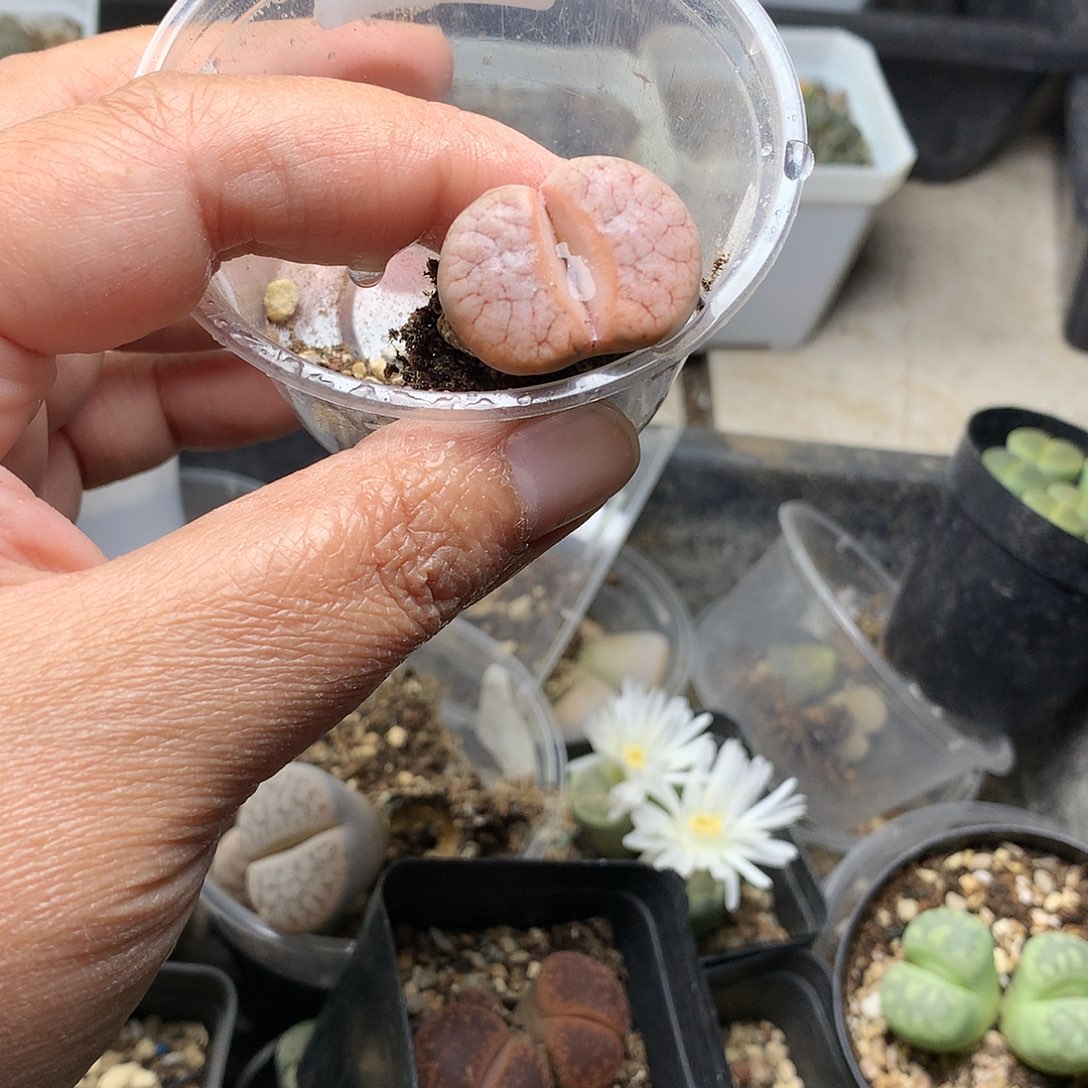 W103多肉植物保护研究所