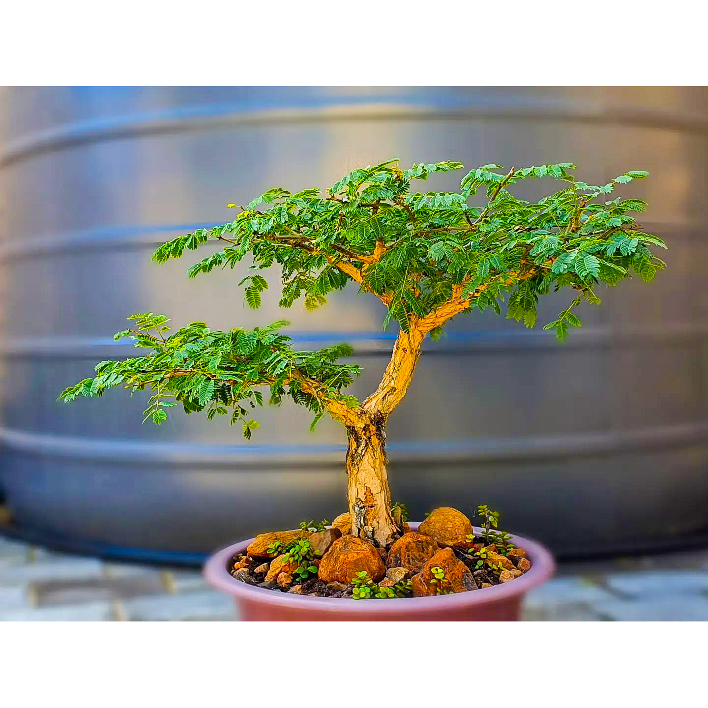 猴棘金合欢 Acacia galpinii 小盆景造型籽播实生