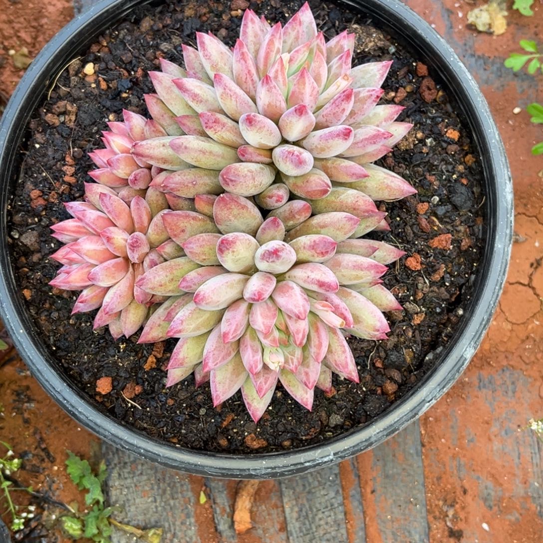 干****图静香的多肉植物群生多肉