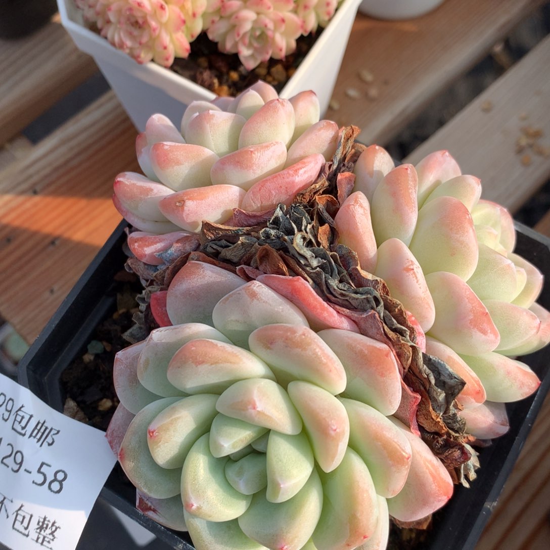 0129-58 冰玉优选