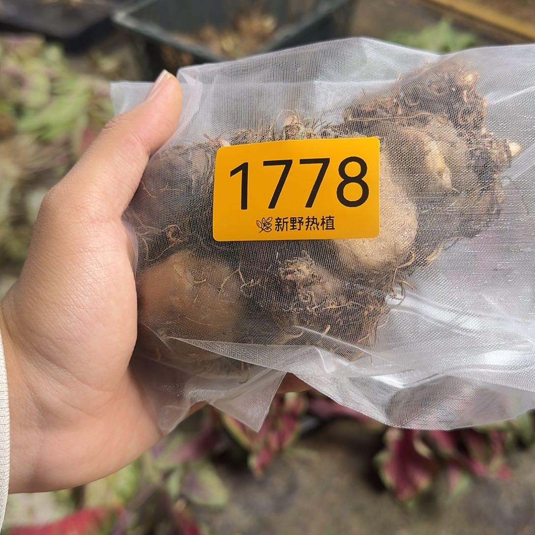 困***困完全开放1778白草莓之心裸球不售后