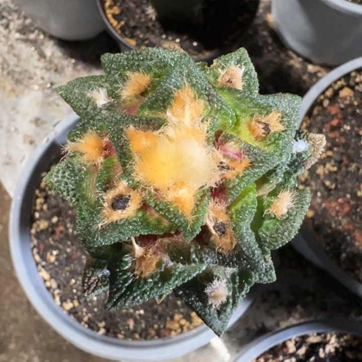 勃士牡丹苗接仙人球