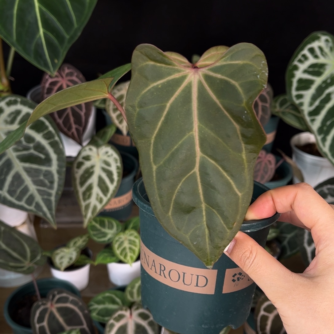 无花朵不知名（577）