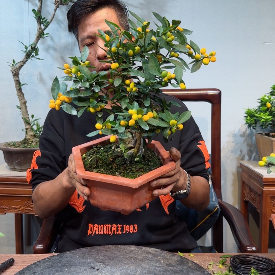 少量花朵（建议范围：2朵-5朵 或40%以下）农*人