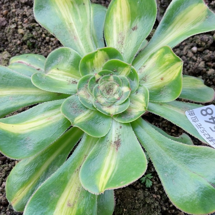 548暴君多肉1，12345688