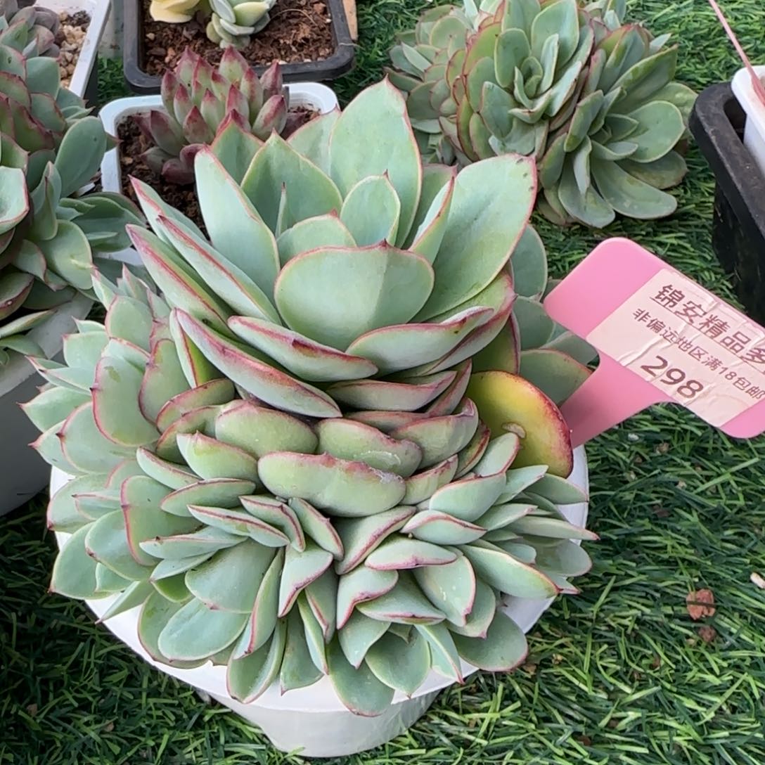 锦安精品多肉植物298