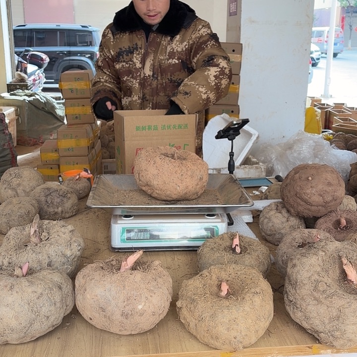 ＇***中国大陆新鲜魔芋