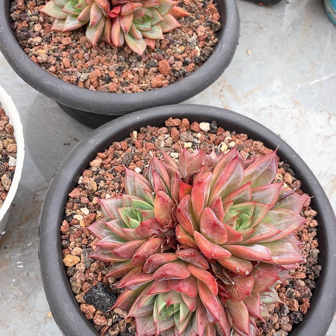 雷***迎多肉植物一物一拍