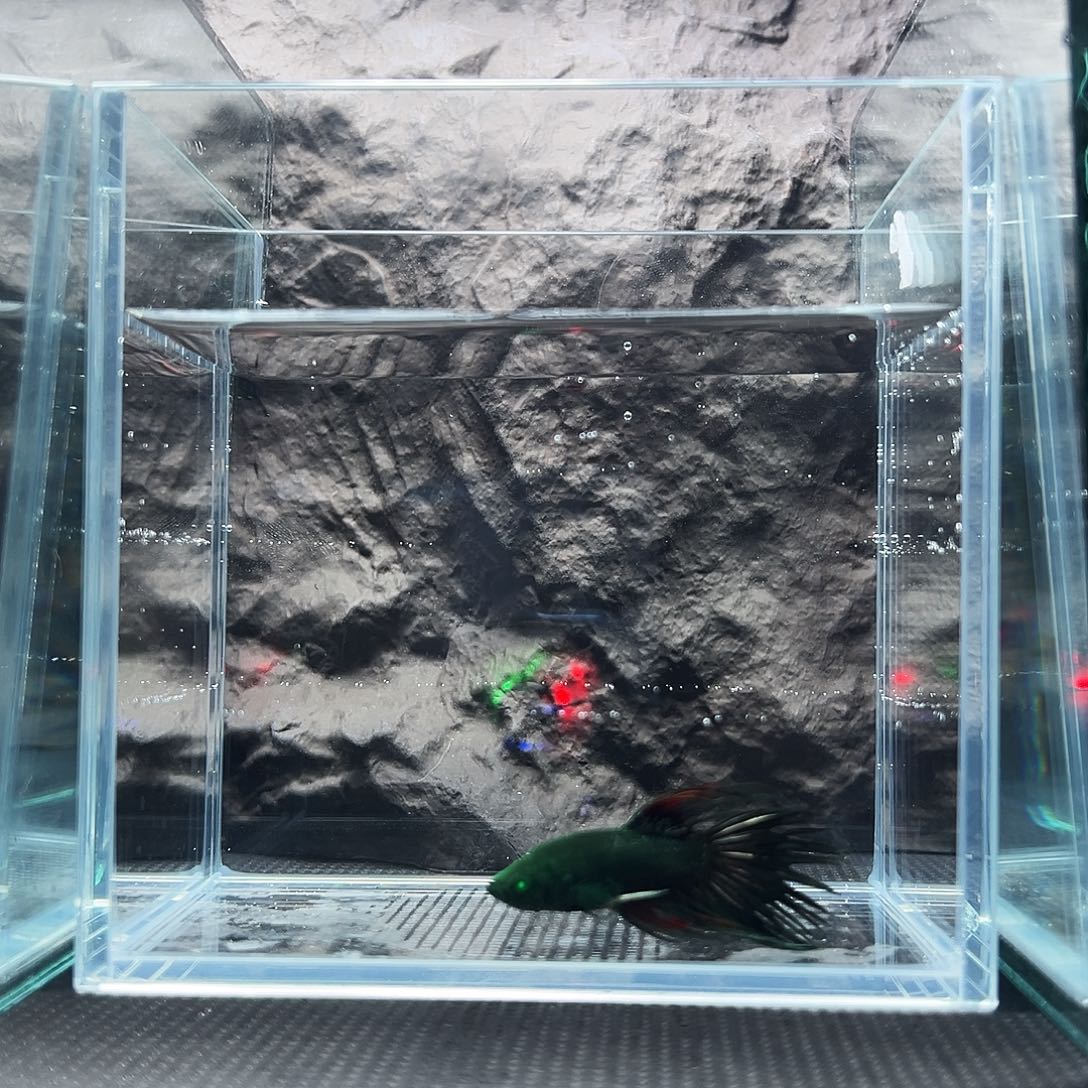 斗鱼精品精品精品精品精品