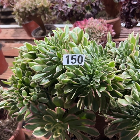 宽***食多肉植物一个女神150