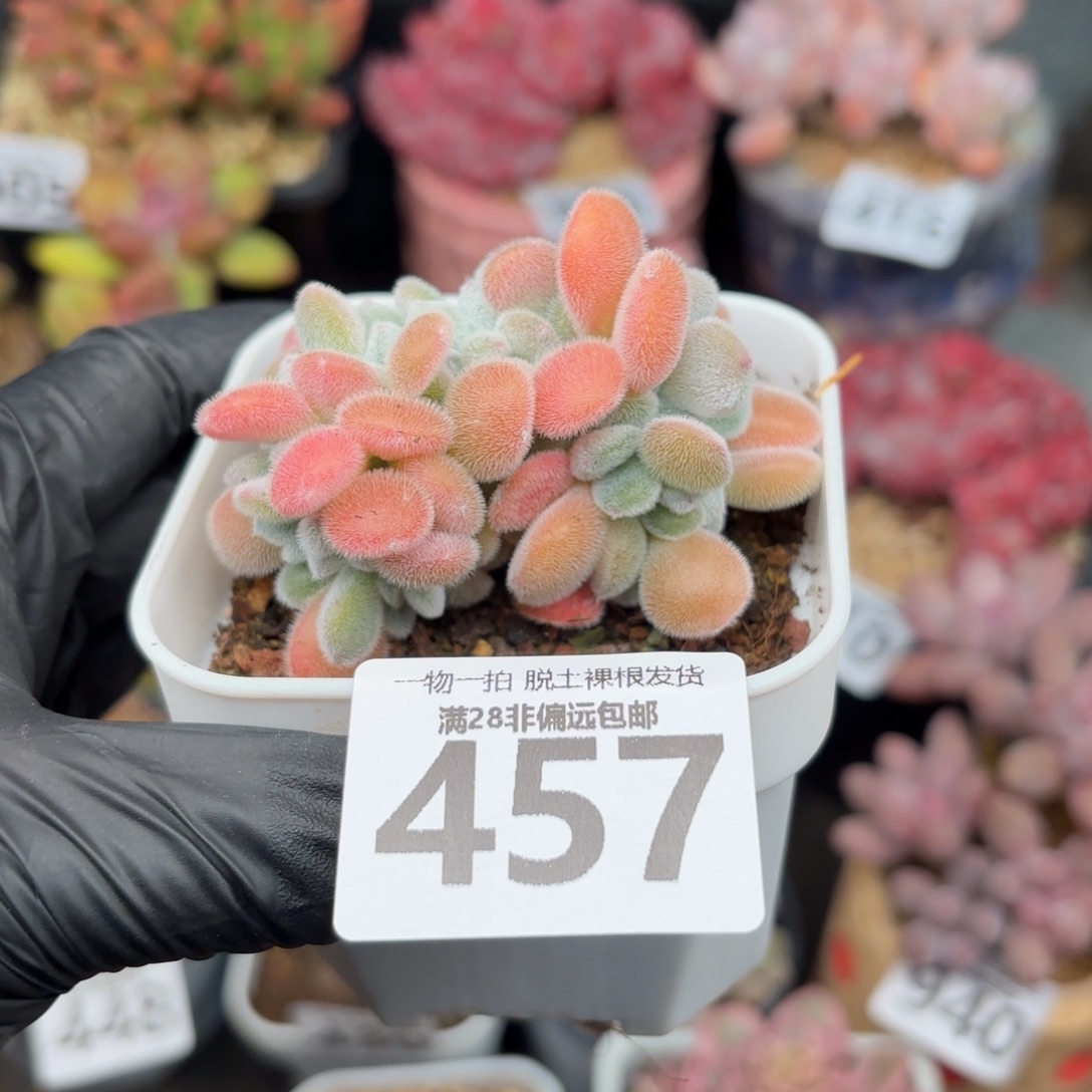 雪晃星缀化无盆土发货