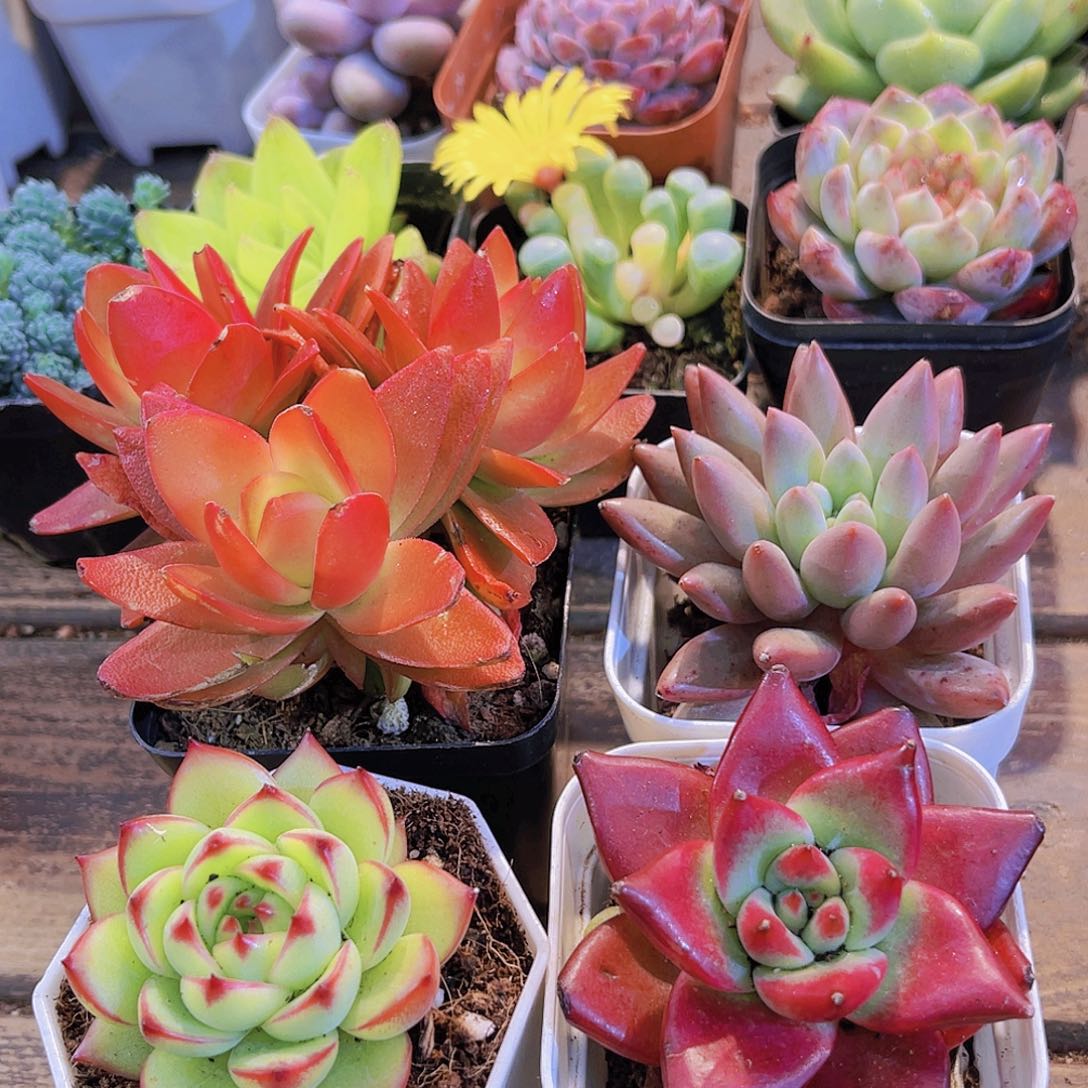 火祭群➕月亮石➕罗卡➕红蜻蜓