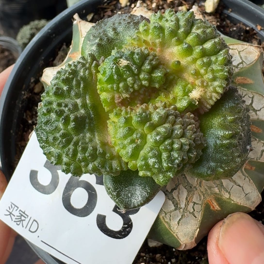 【闪购商品】超大尤哥斯拉363