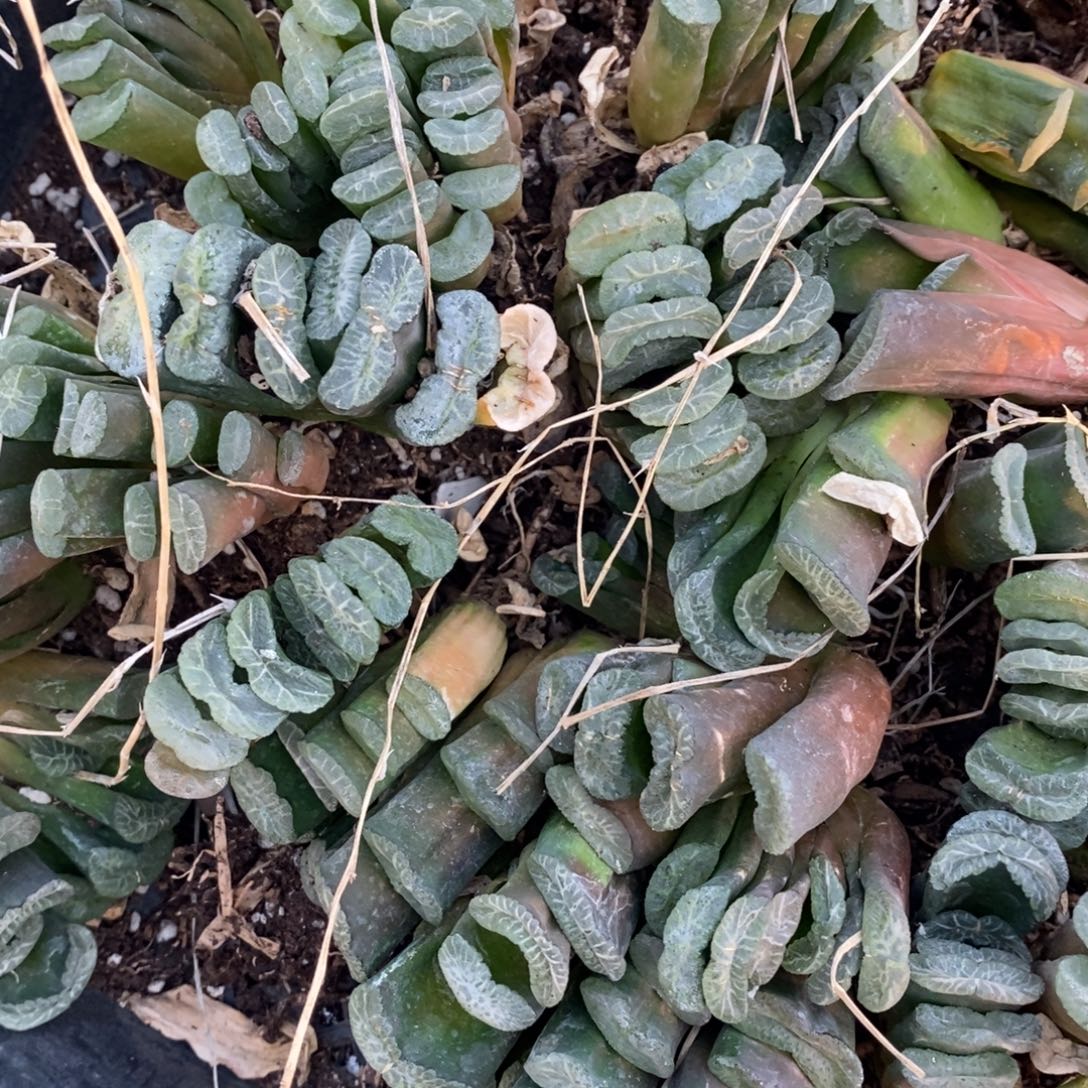 513 一颗实生玉扇。  