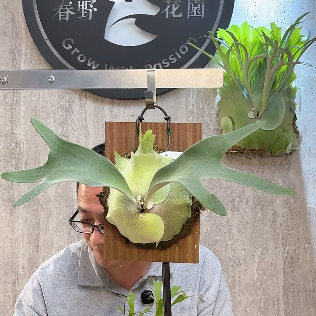 完全开放赛尔索鹿角蕨