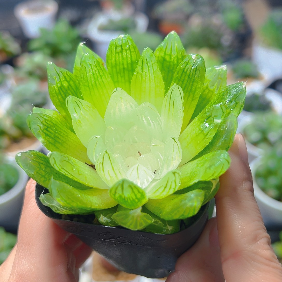 白娘子多肉多肉多肉多肉多肉