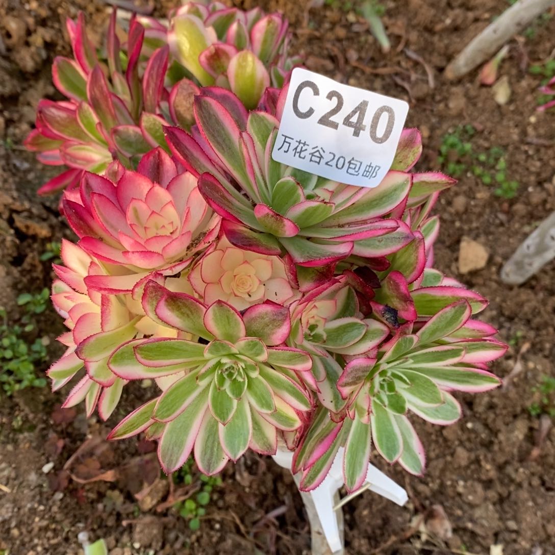 240倾城砍过多肉植物