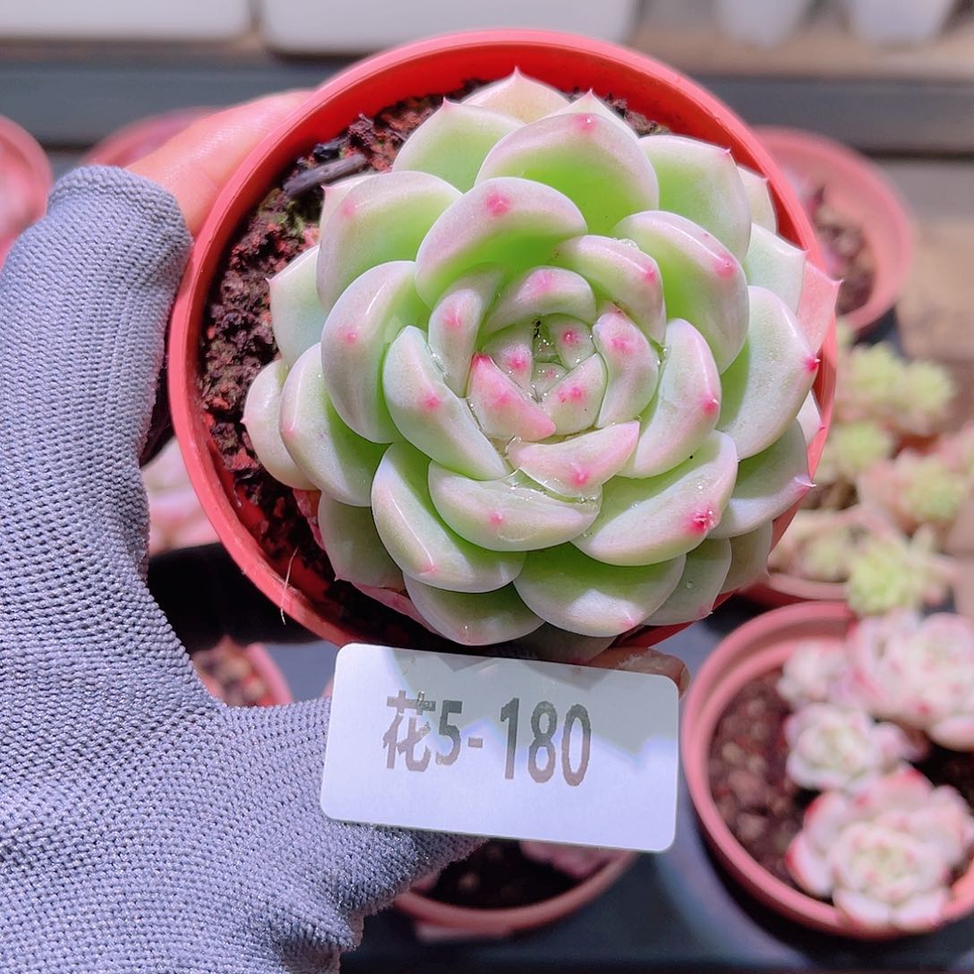花02-180新品单头