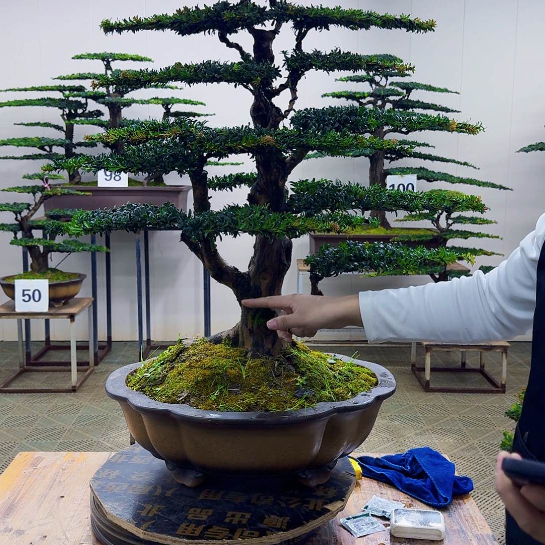无花朵珍珠红芽罗汉松造型盆景