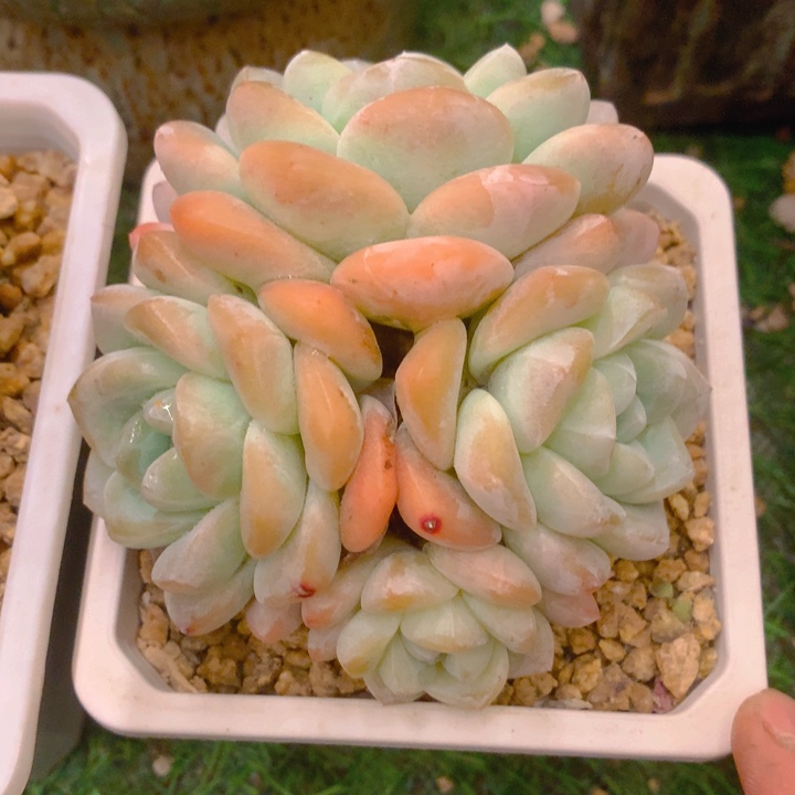 多肉乐园精品冰玉