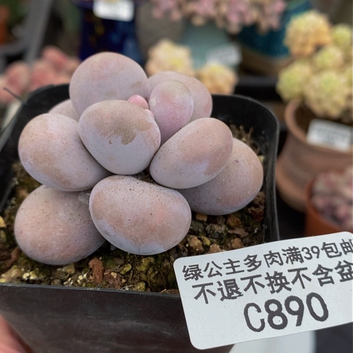 芭比奶洛单头890多肉植物