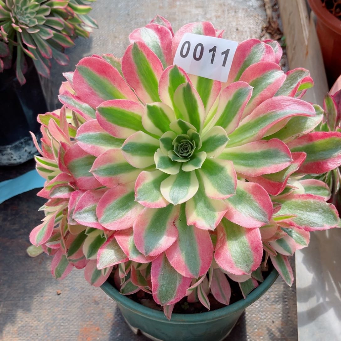 白凤的变异多肉发货发货