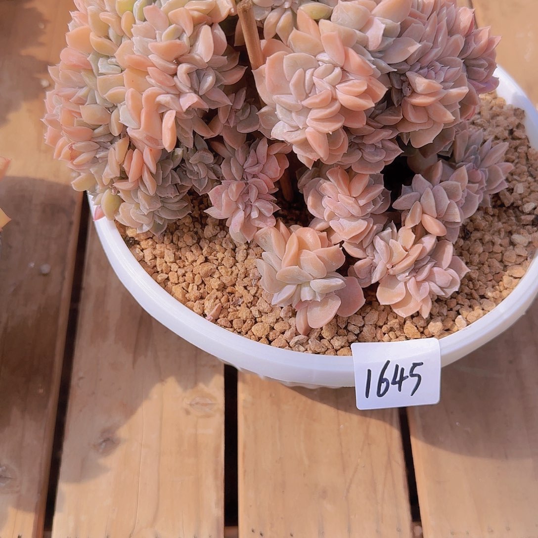 妞***妞1645哈利沃森缀多肉植物