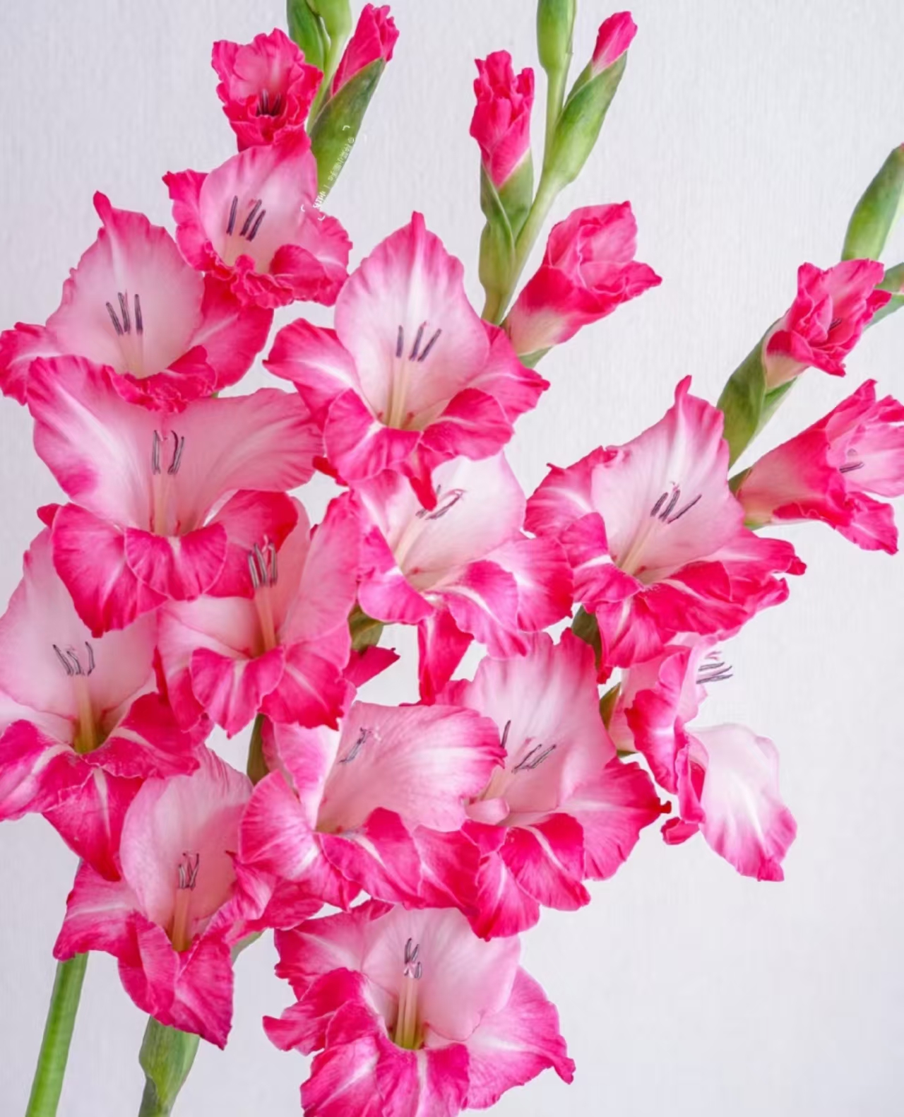 【奶昔剑兰鲜花】云南产地直发 | 新鲜采摘顺丰包邮