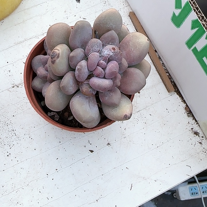 青蛙王子儿童牙膏111